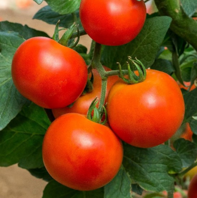 Tomato NEW YORKER Determinate Heirloom Container Plant Non-GMO 50 Seeds