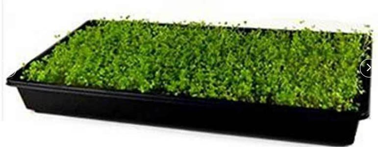 BROCCOLI RAAB Spring Rapini Cool Season Microgreens Italian Non-GMO 200 Seeds