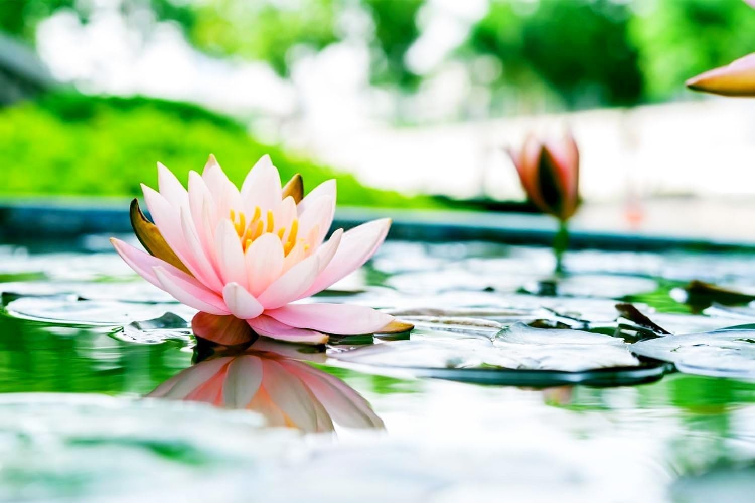30 Heirloom Mixed Water Lily & Lotus Seeds – Attract Pollinators to Your Pond