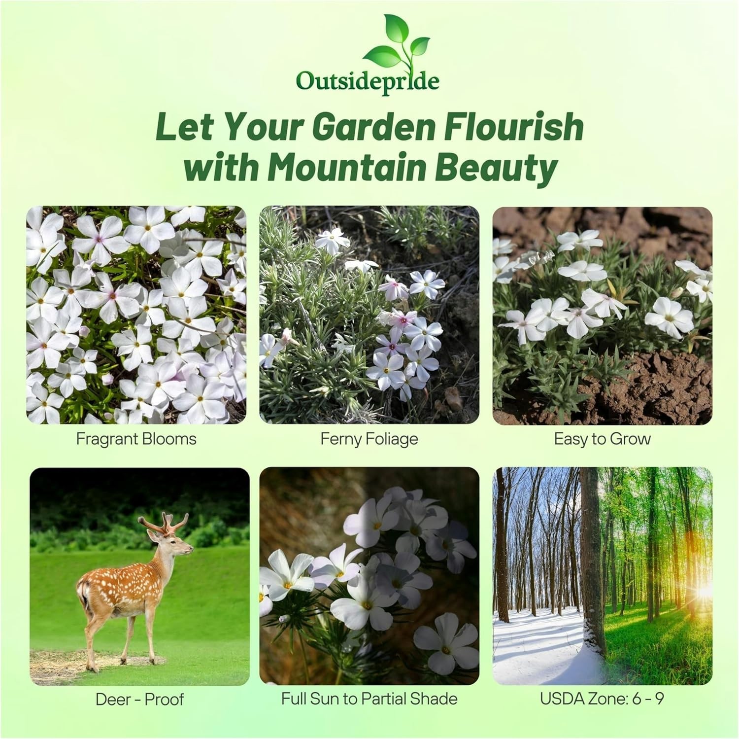5000 Seeds White Mountain Phlox Seed For Planting – Phlox Wildflower Seeds