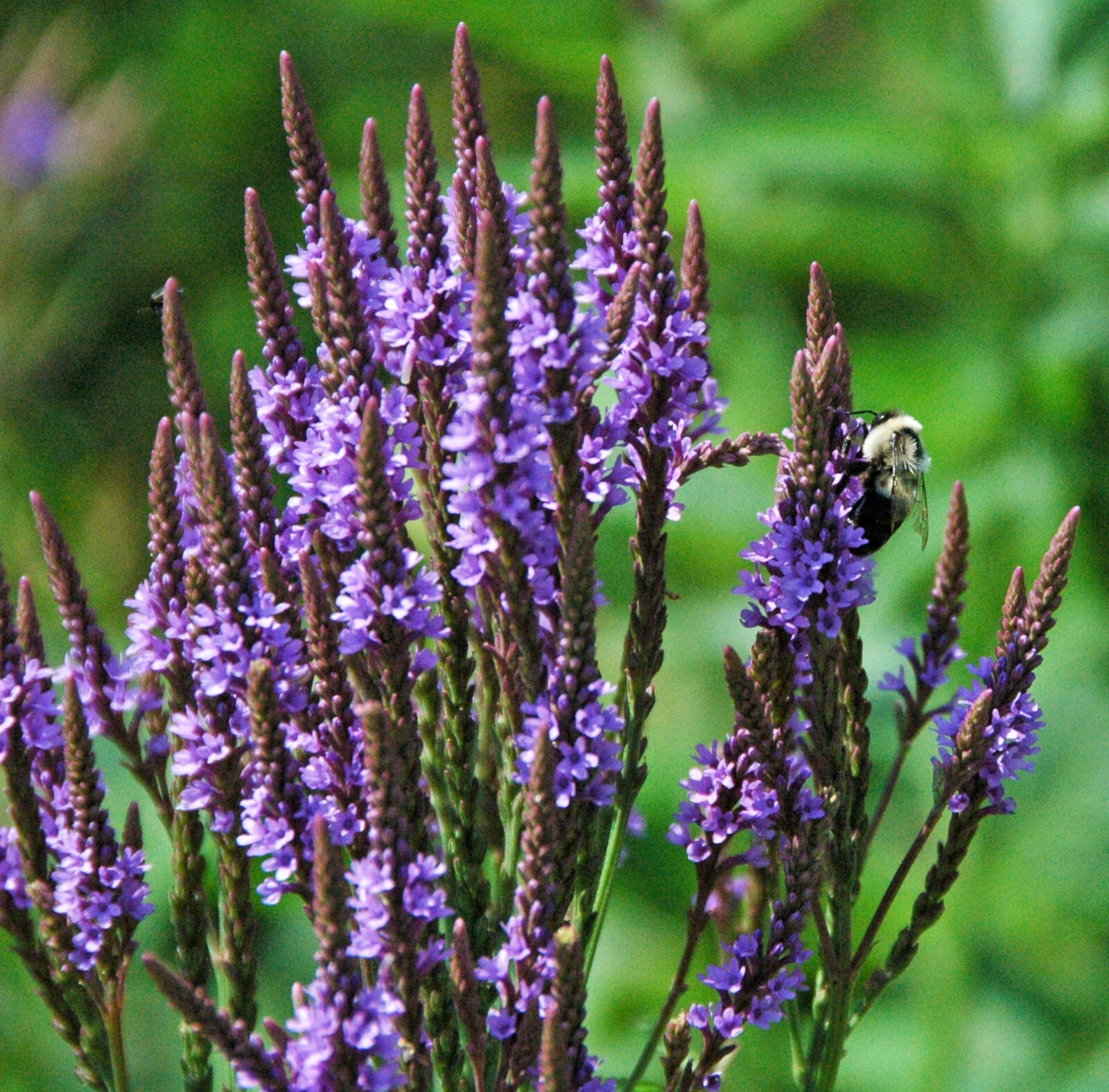 500 Blue Vervain Seeds – Verbena hastata Seeds – Medicinal Herb – Lovely Flower!