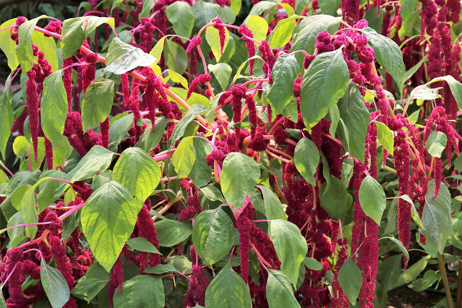 500 LOVE LIES BLEEDING Amaranthus Caudatus ( Kiss Me Over The Garden Gate ) Seed