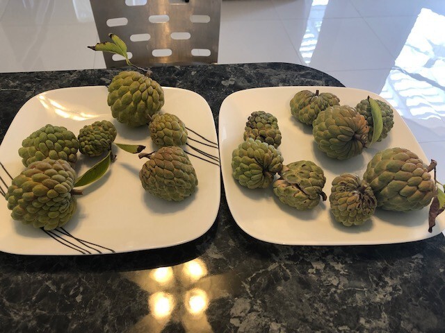 Sugar apple (Annona squamosa) 20 fresh seeds
