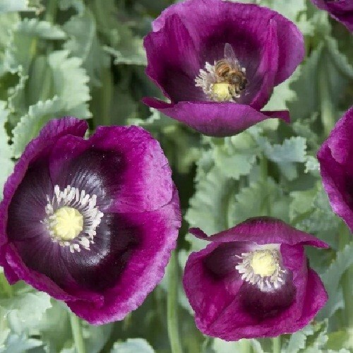 2,500+ Heirloom Organic Lauren’s Grape Papavaer Somniferum Poppy Seeds. Non-GMO