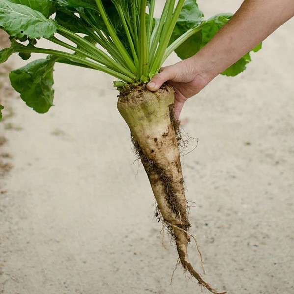 Sugar Beets 60 – 500 – 4 Oz Seeds Heirloom Food plot Deer