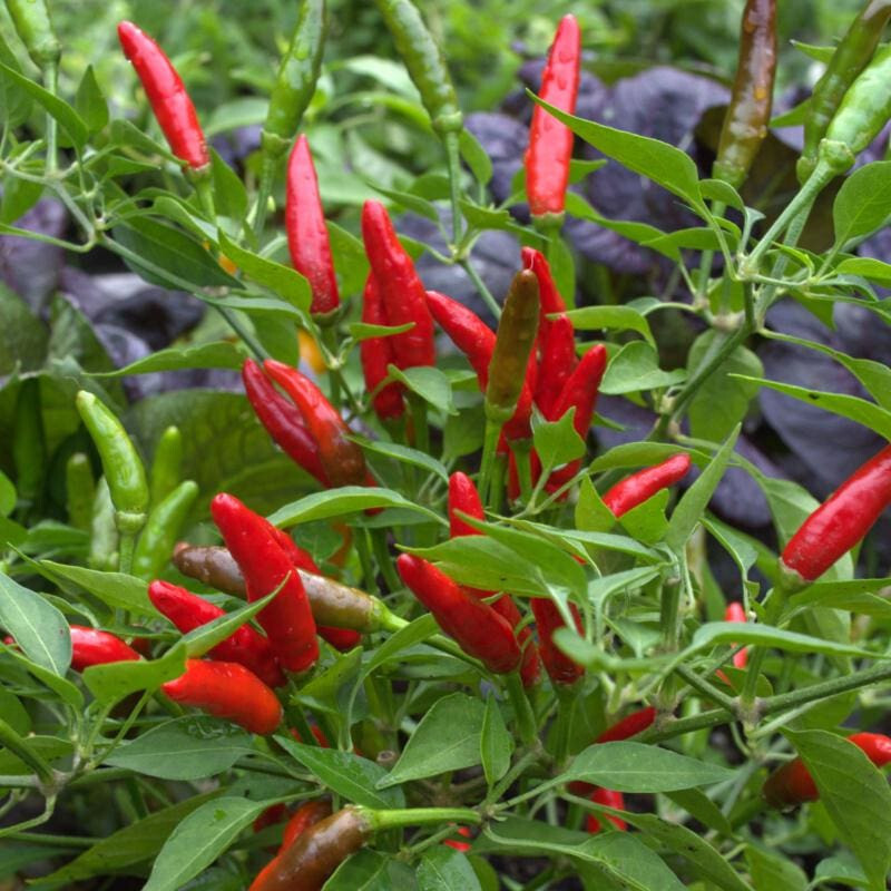 Thailand organic bird’s eye chili pepper seeds Hot Pepper Seed, US Seller