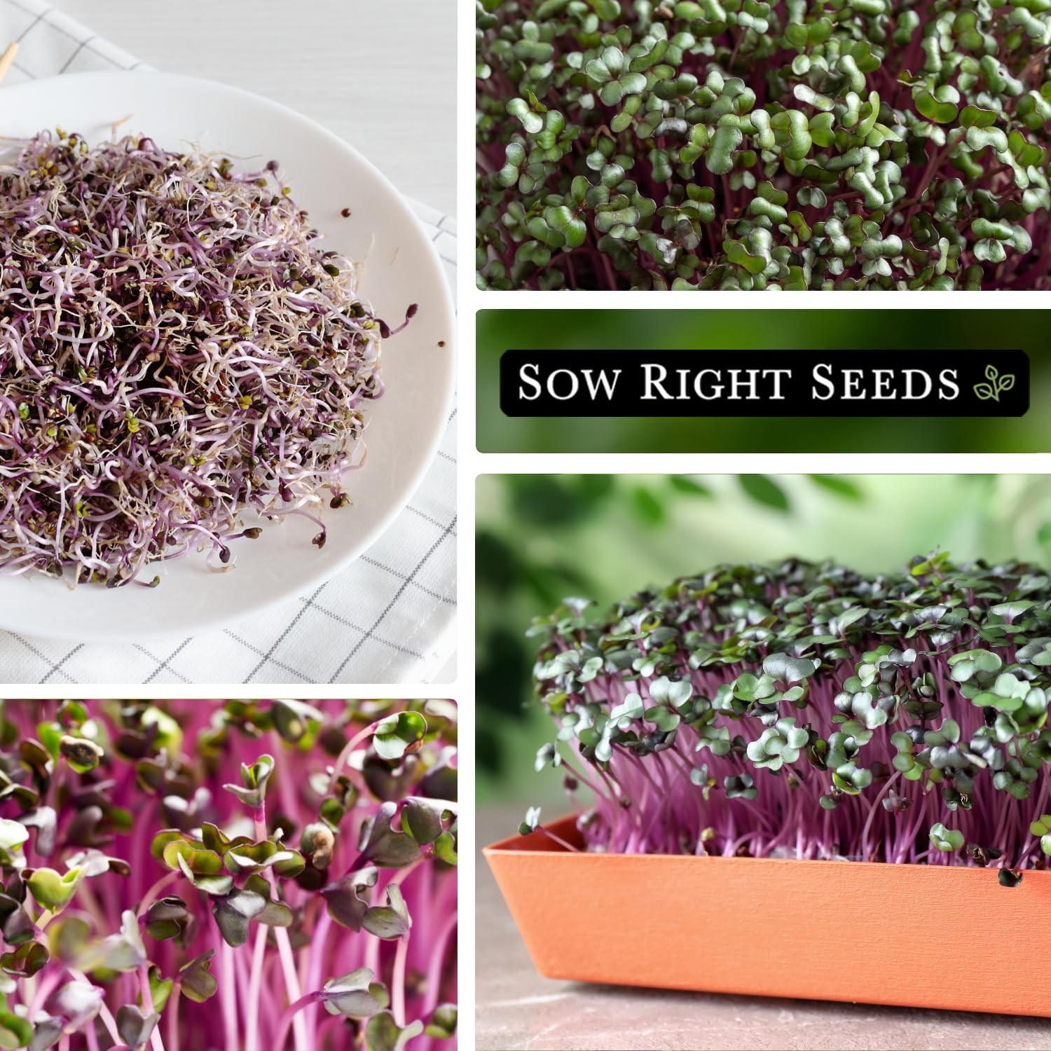 – Red Cabbage Microgreen Seed for Growing – Instructions to Grow Your Own Del…