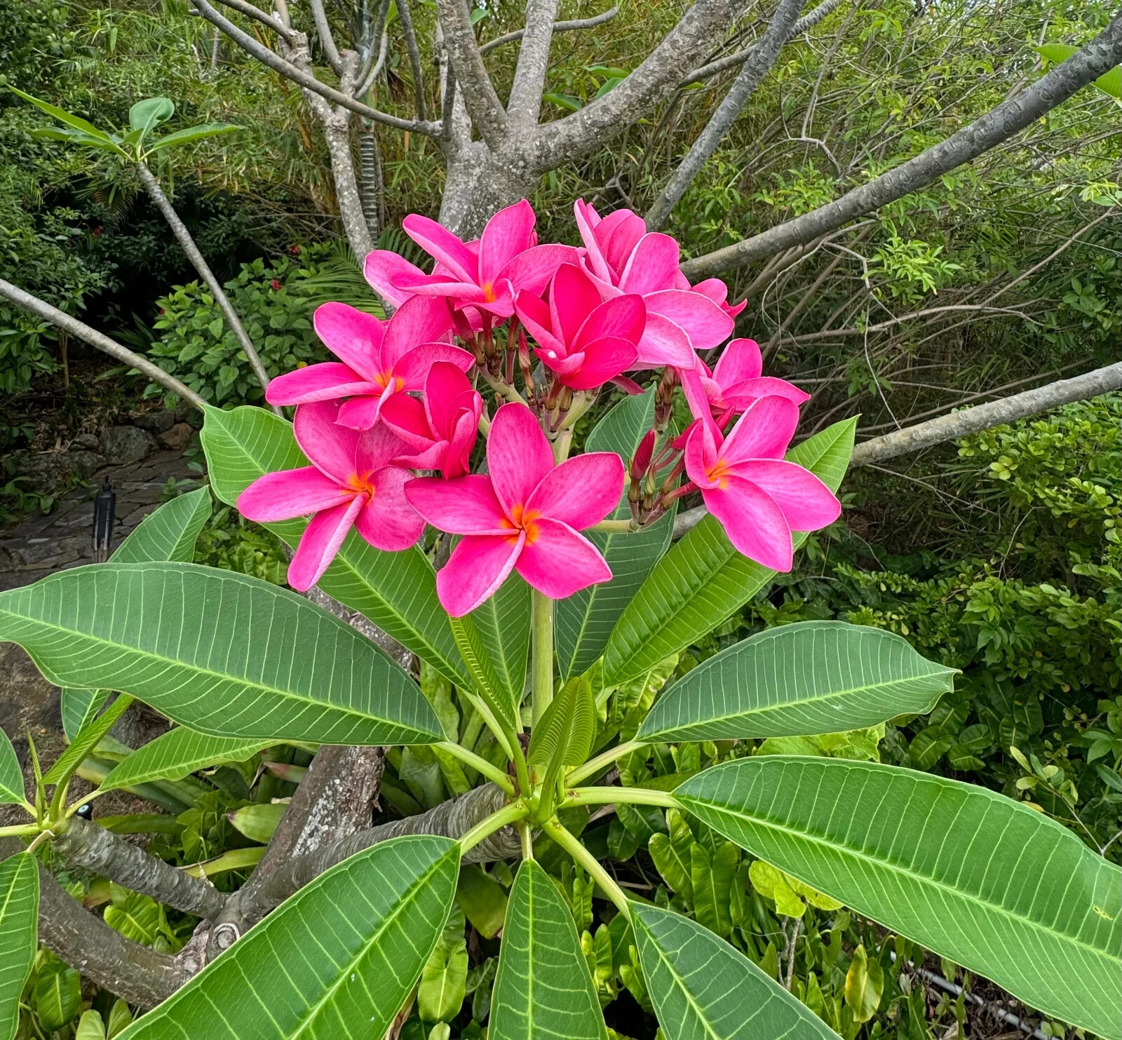 Mexican Red Plumeria Temple Tree Seeds (P. rubra) Tropical Frangipani Flower