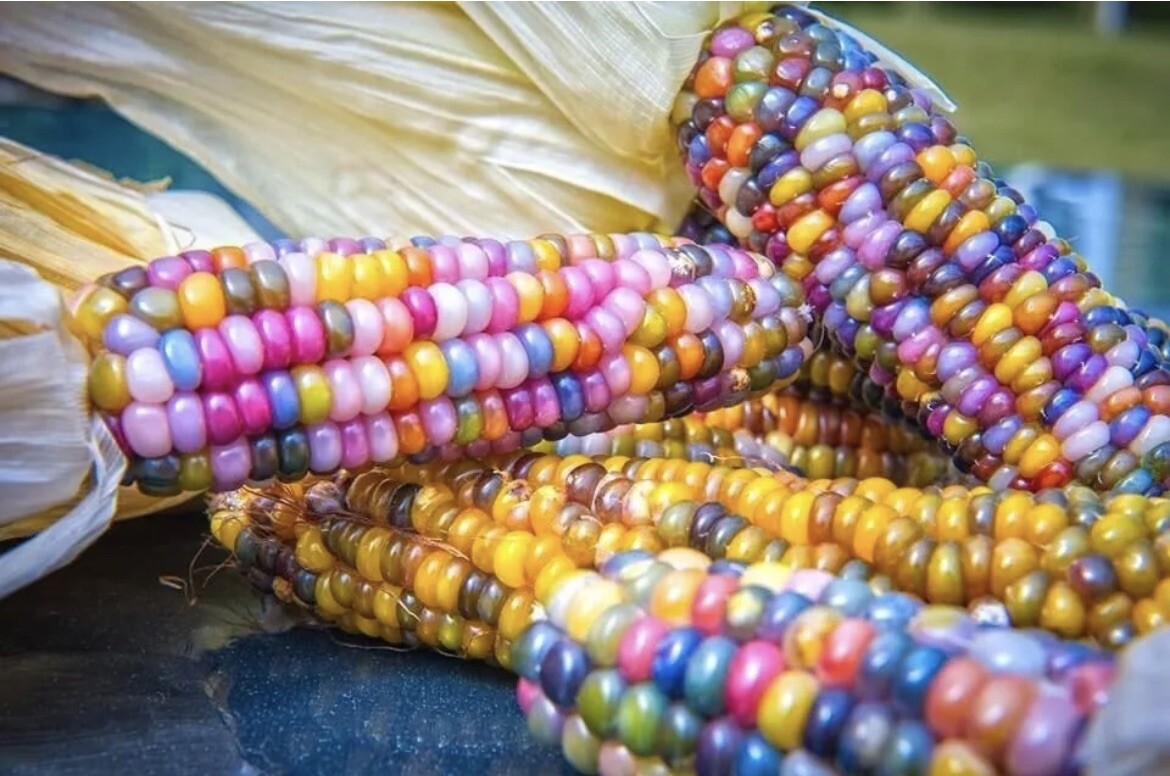 50+ SEEDS Translucent Glass Gem Corn for Planting. Beautiful Glass Gem Corn .