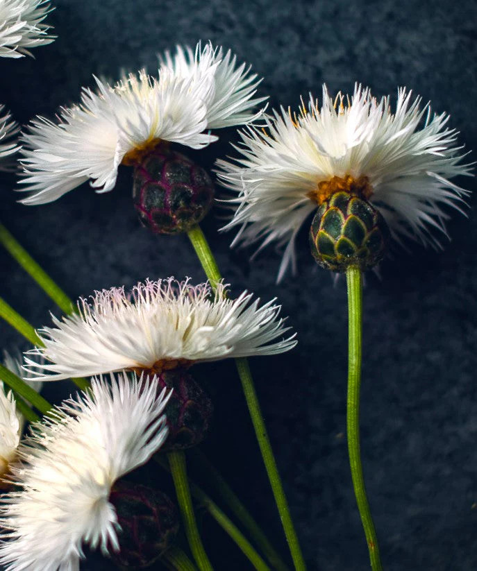 The Bride White Sweet Sultan Seeds – For 2025 Planting Centaurea Amberboa Fluffy
