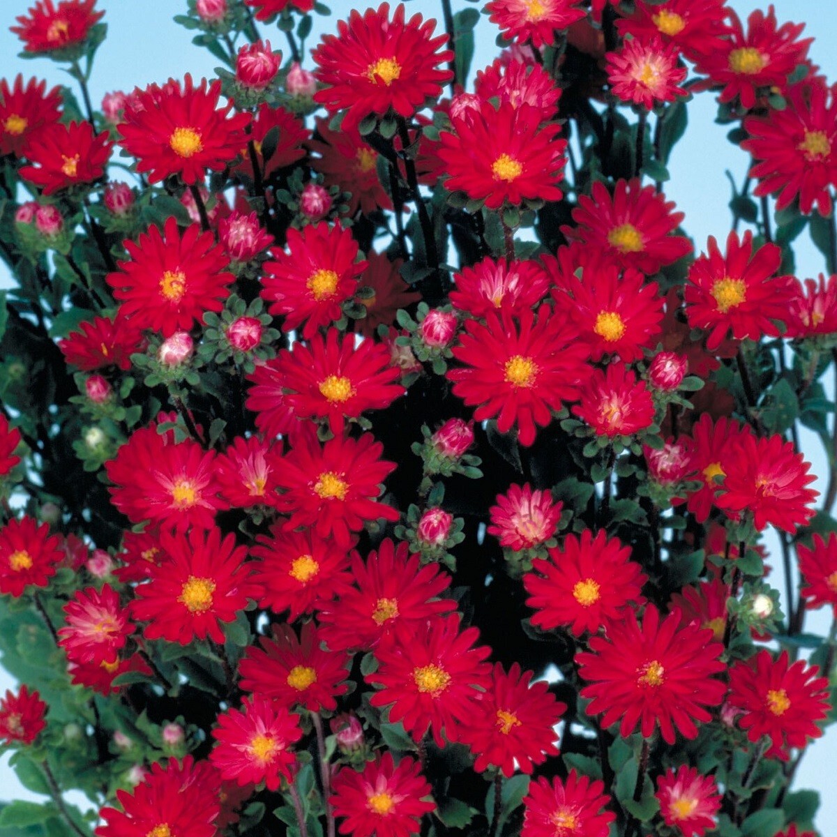 Aster Seeds 50 Seeds Aster Serenade Scarlet Cut Flower Seeds