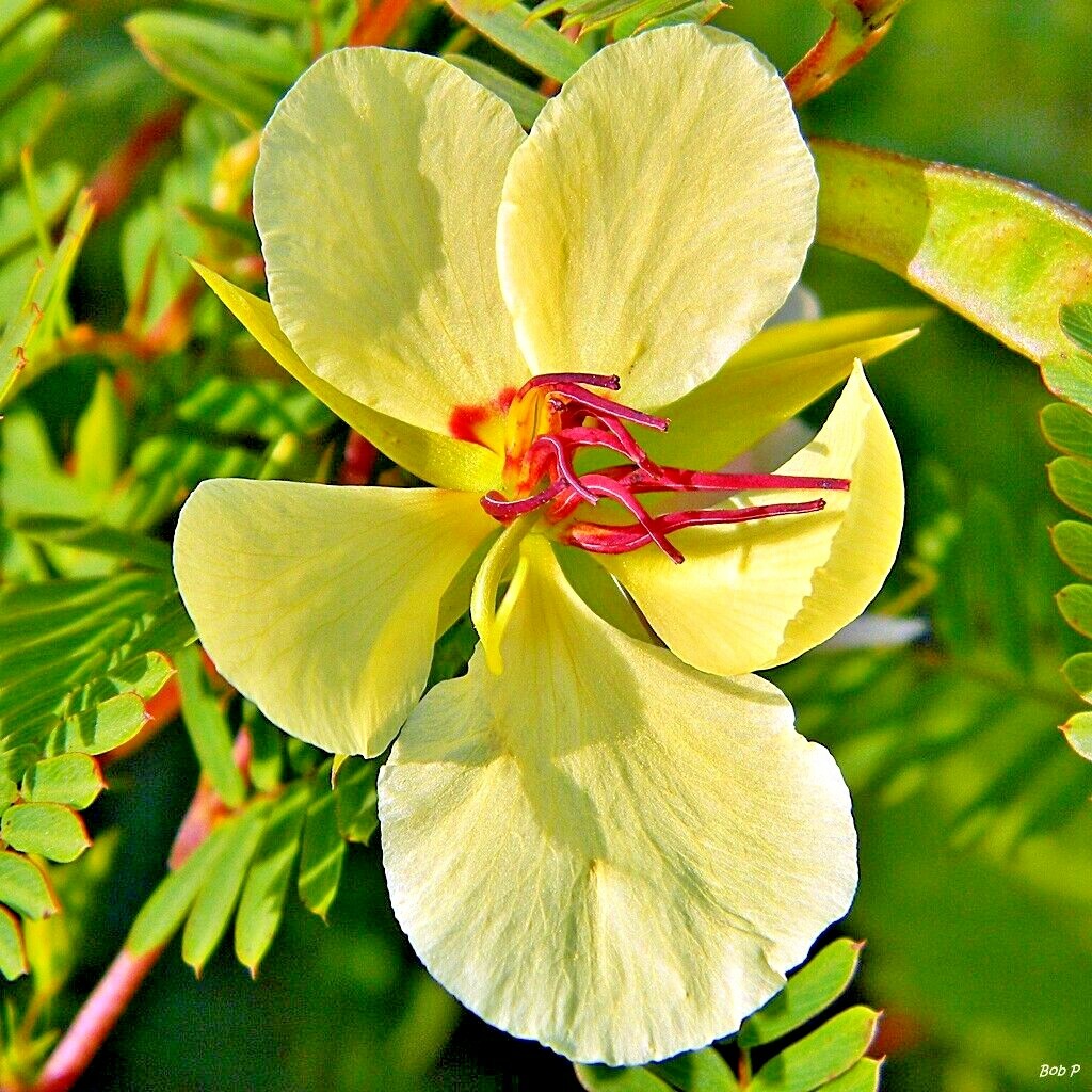 200+ PARTRIDGE PEA Seeds Native Wildflower Fall Food Source Turkey Deer Birds