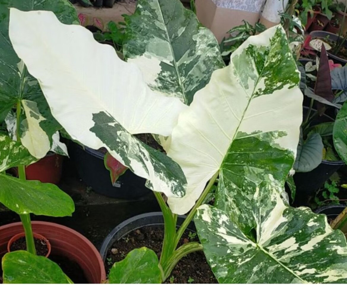 AUTHENTIC Alocasia Macrorrhiza variegata 1 bulbs