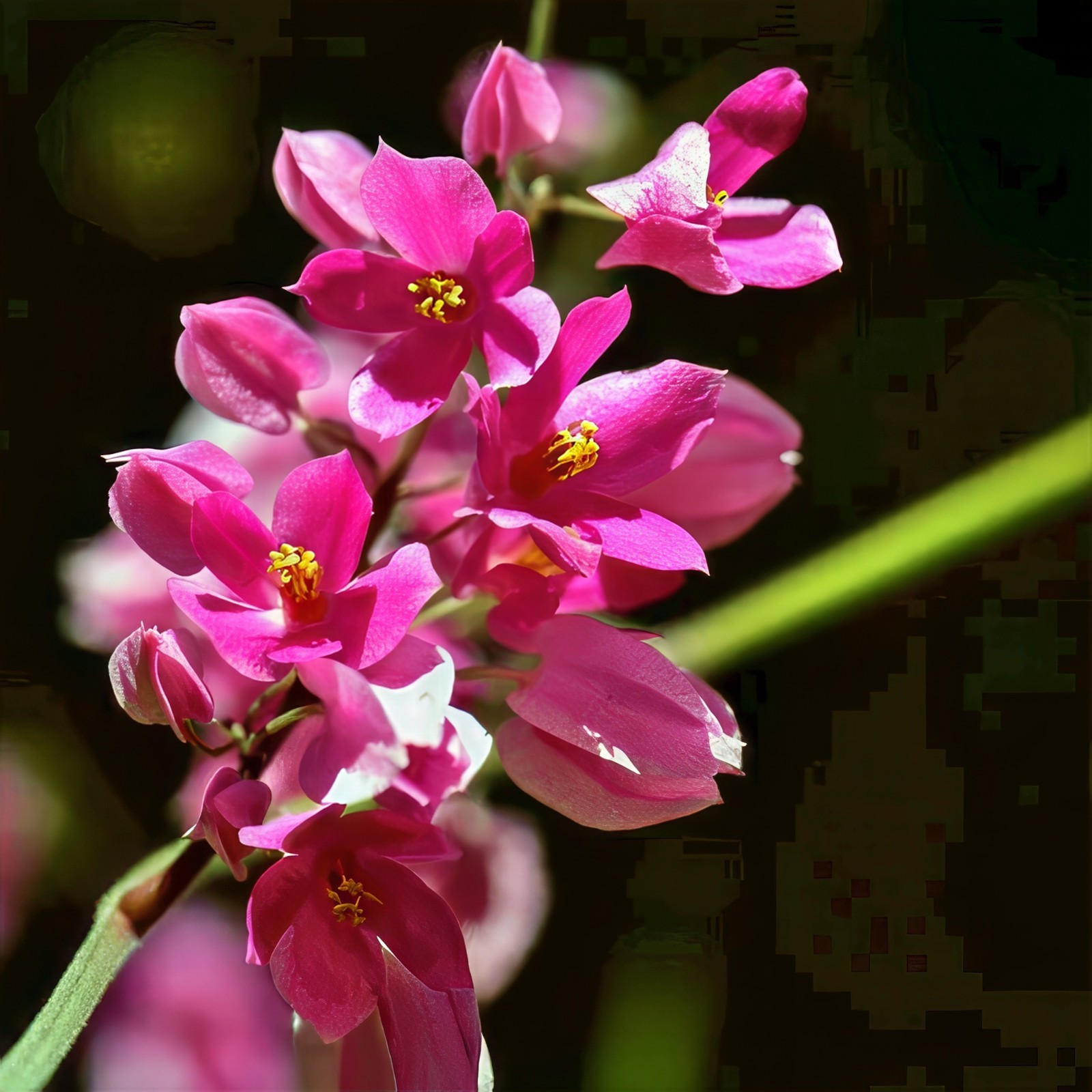 CORAL VINE SEEDS (Antigonon Leptopus) Mexican Creeper Chain of Love Pink Flower