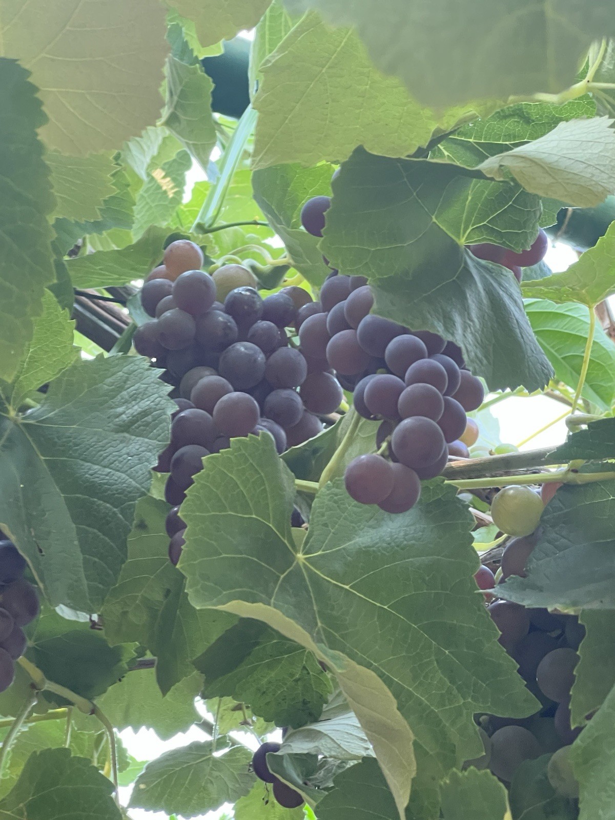 Kyoho Grape 7” With Pot Seedling Live Plant Ready To Plant