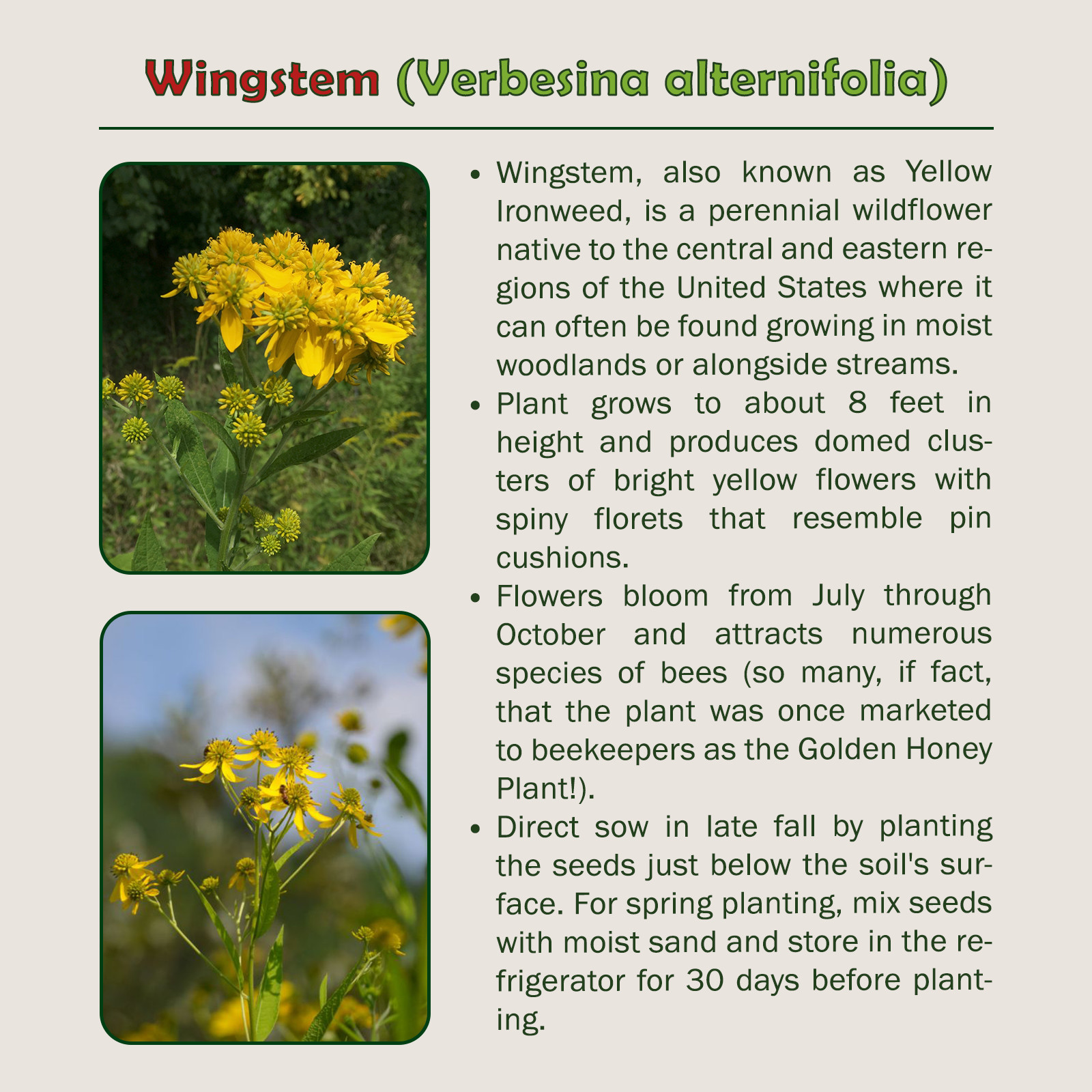 100 Wingstem Seeds, Verbesina alternifolia, Yellow Ironweed, Native Wildflower