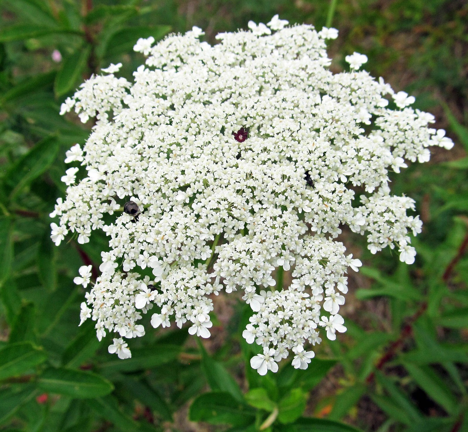 500+ Bishops Flower | False Queen Anne’s Lace Seeds | Non-GMO