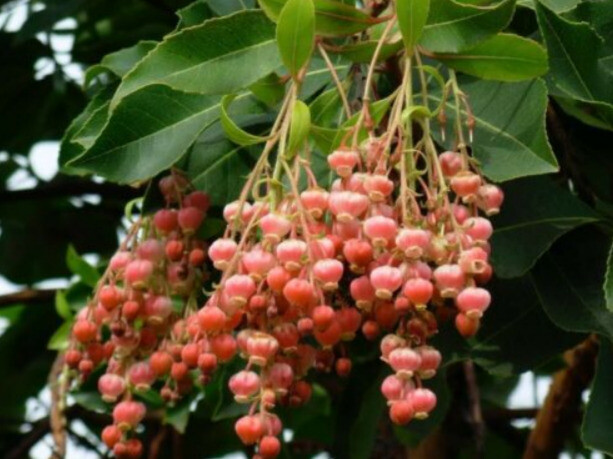 100 Lily of the Valley Sourwood Seeds (Oxydendrum arboreum) | Honey Bee Tree