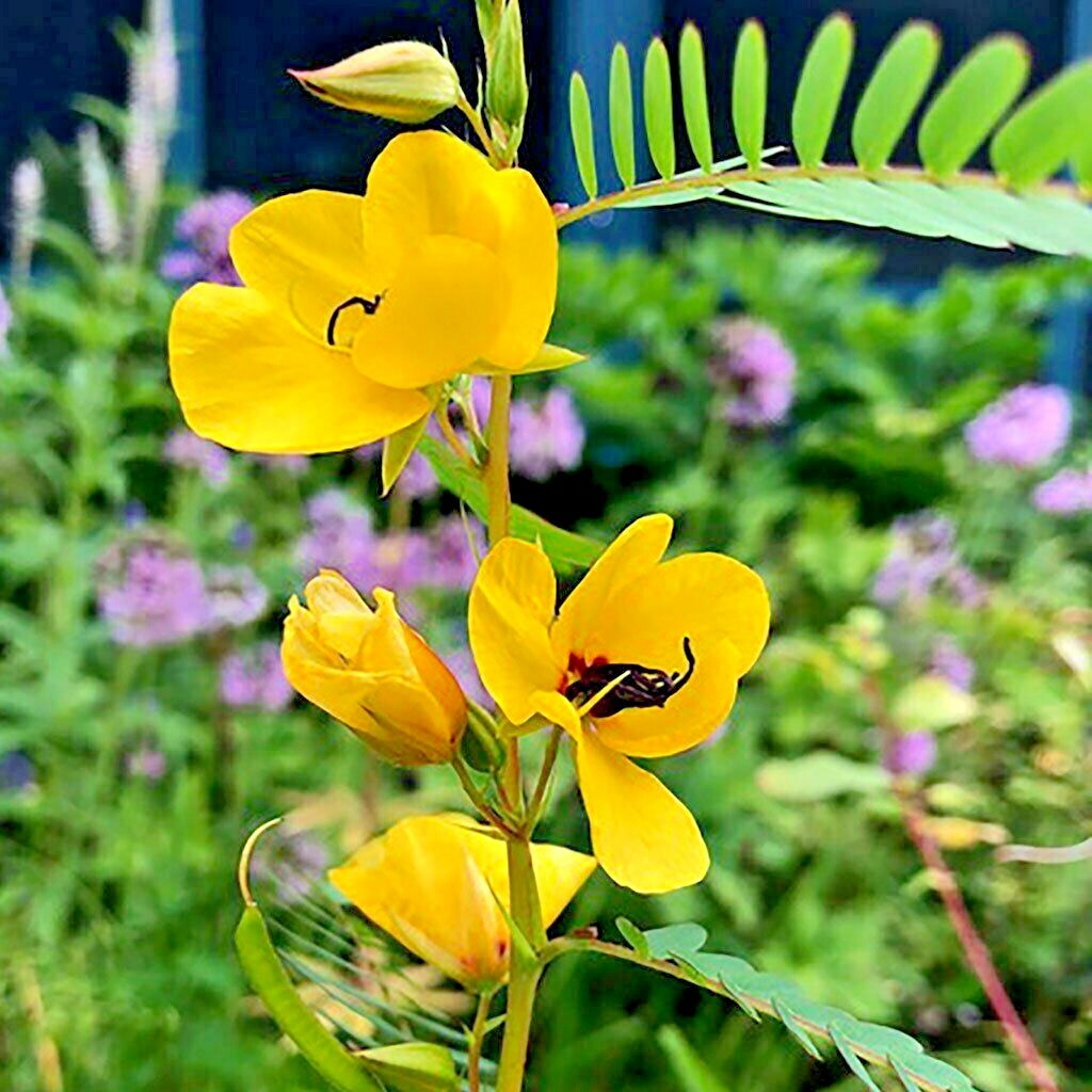 200+ PARTRIDGE PEA Seeds Native Wildflower Fall Food Source Turkey Deer Birds