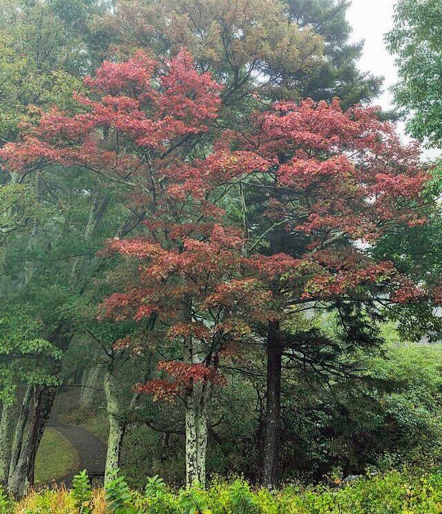 Acer saccharum | Sugar Maple | 10 Seeds