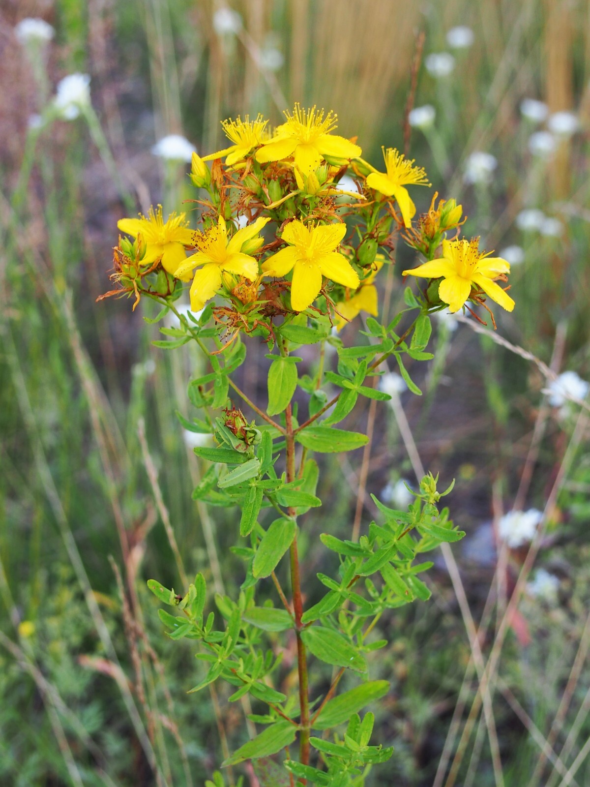 St. Johns Wort Seeds – Hypericum perforatum Seeds – Multiple Quantities