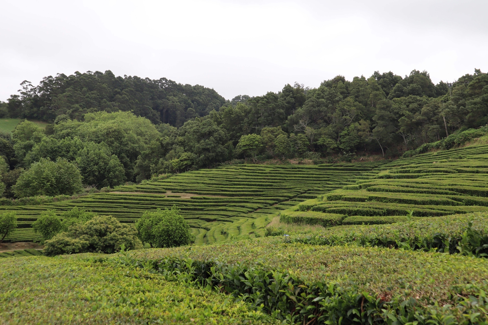 5 TEA PLANT Black & Green Drinking Tea Camellia Sinensis Tree Shrub Flower Seeds