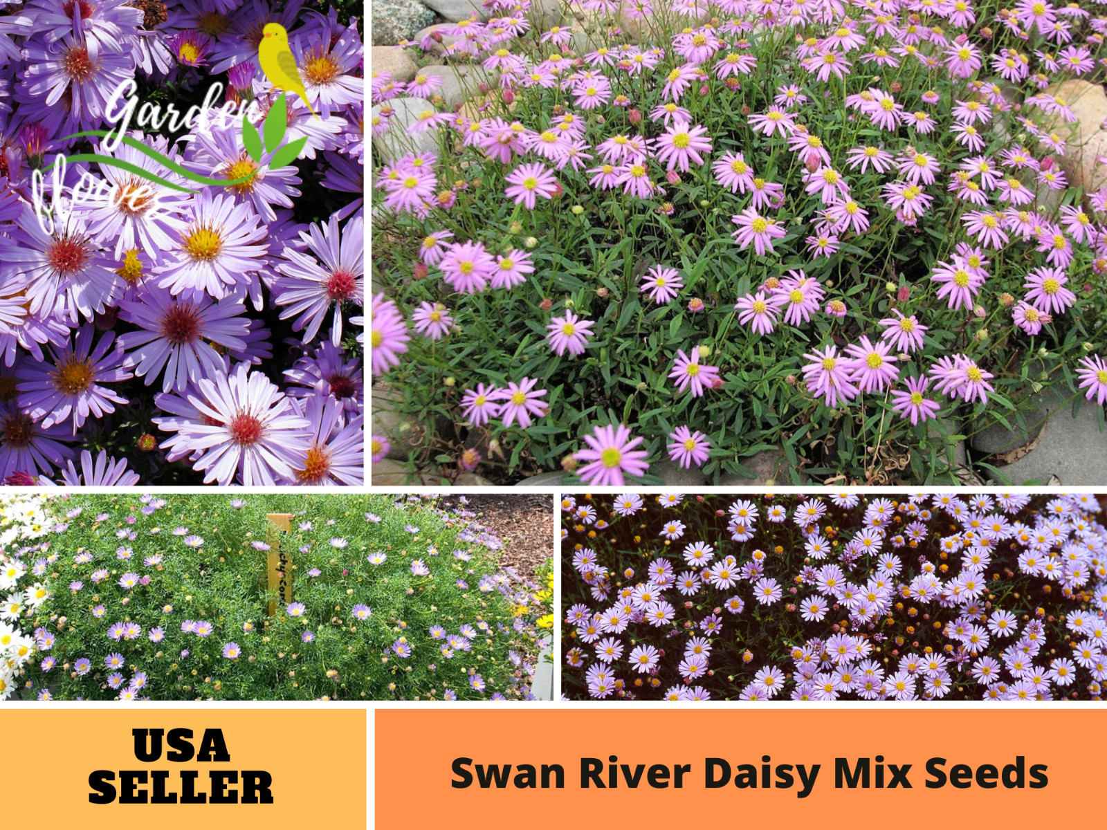 100 Seeds| Swan River Daisy Mix Seeds #N014