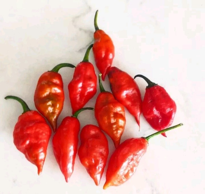 BIG BLOCK Pepper Combo- 4 Superhot Varieties – 20 Seeds Of Each – Great Discount
