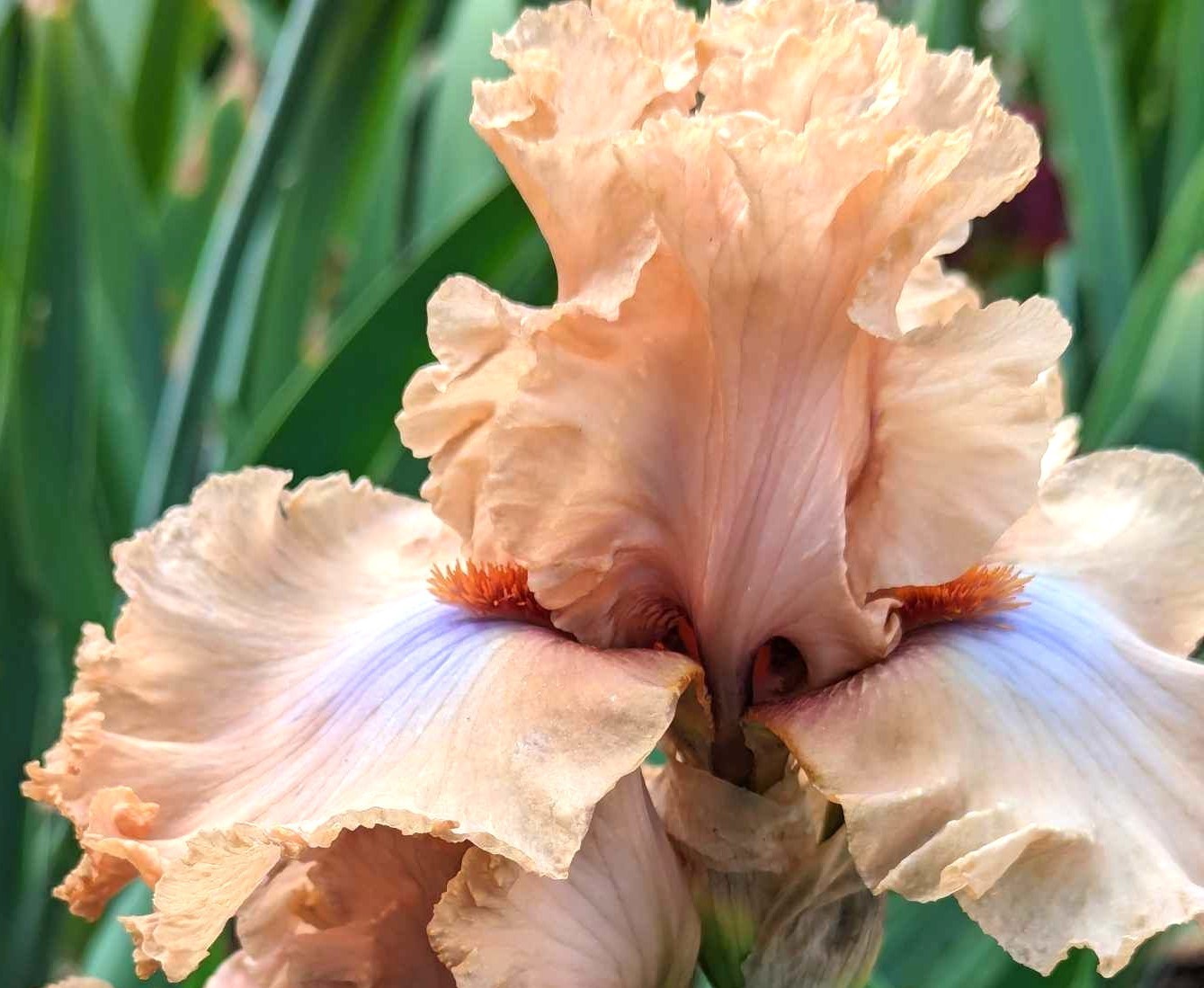‘Audacious Amber’ ‘ TB Bearded Iris Rhizome PRE-SALE to Ship Aug/Sept