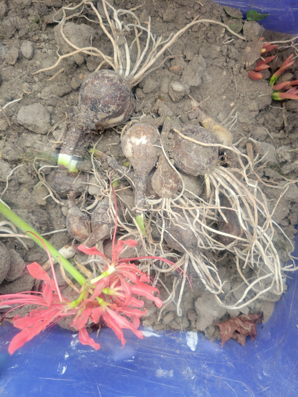 Red Red Spider Lily 5 Pack Live Bulbs
