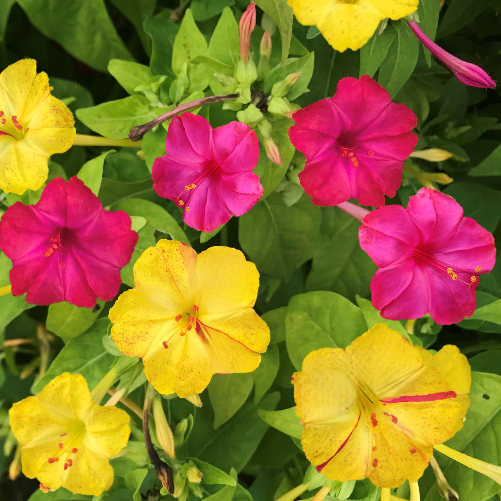 Pink And Yellow Four O’ Clock Seeds | Mirabilis Jalap Marvel of Peru Seed 2025