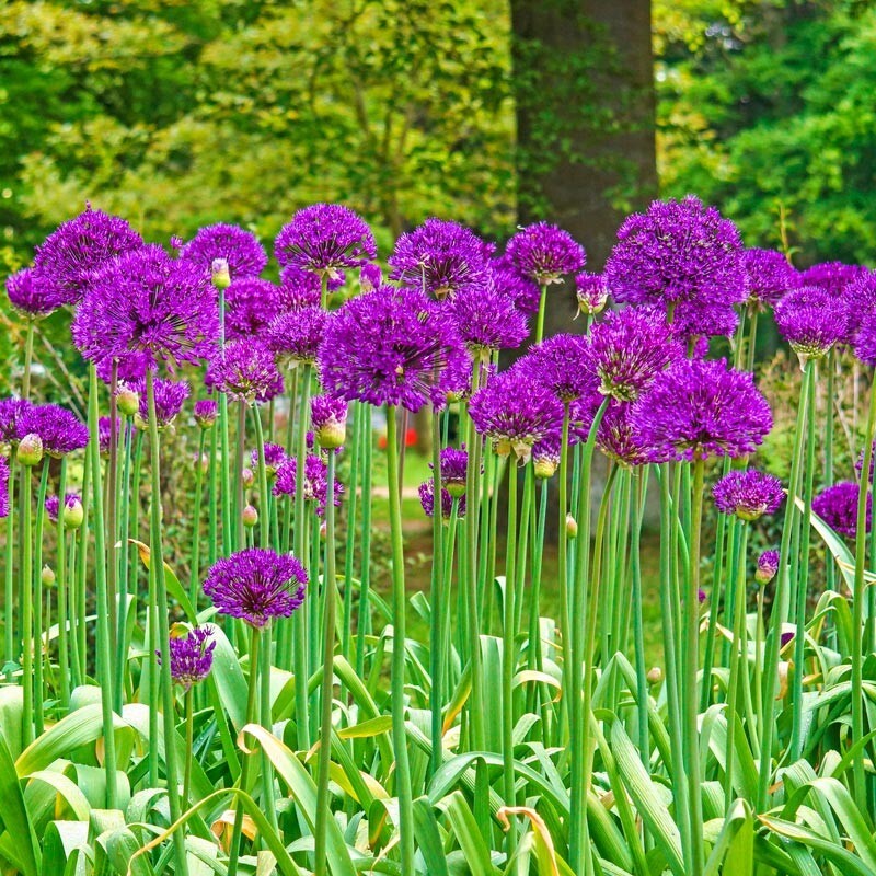 10 PURPLE SENSATION SEEDS (Allium aflatunense) LARGE 4-6″ FLOWERS Butterflies
