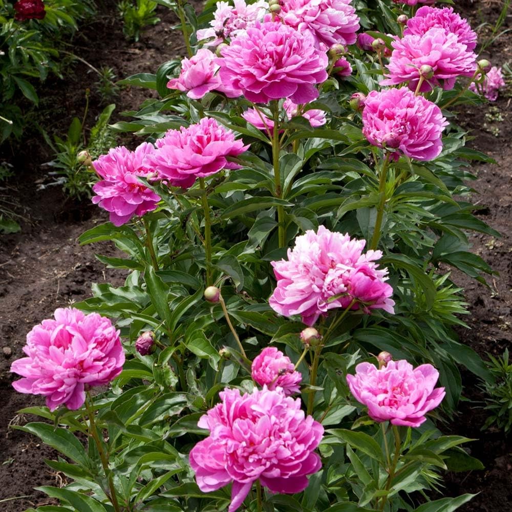 98 Mixed Peony Seeds for Planting – Colorful Perennial Flower Seeds, Heirloom…
