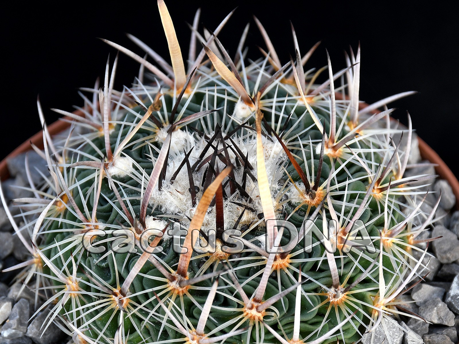 Echinofossulocactus Zacatecasensis 5 Seeds Free Shipping!