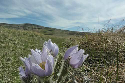 Pulsatilla patens var. wolfgangiana | May Day Flower | Pasque Flower | 50 Seeds