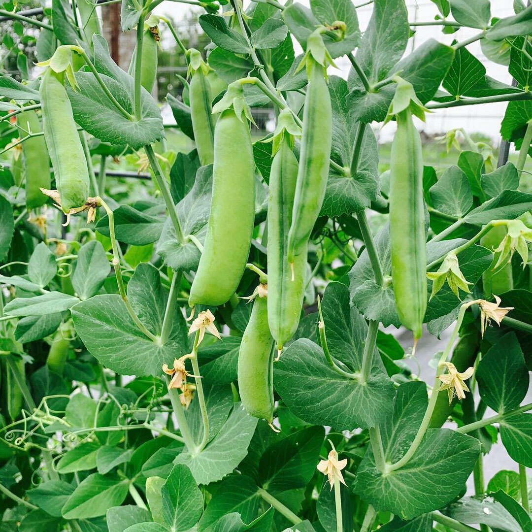 Alaska Pea, NON-GMO, Shelling Pea Heirloom, Earliest of All, FREE SHIPPING
