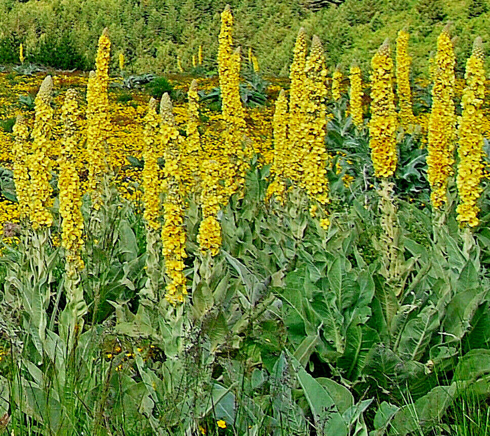 Great mullein 1000 seeds, wooly mullein, hardy 6-10′ tall, verbascum BULK seeds