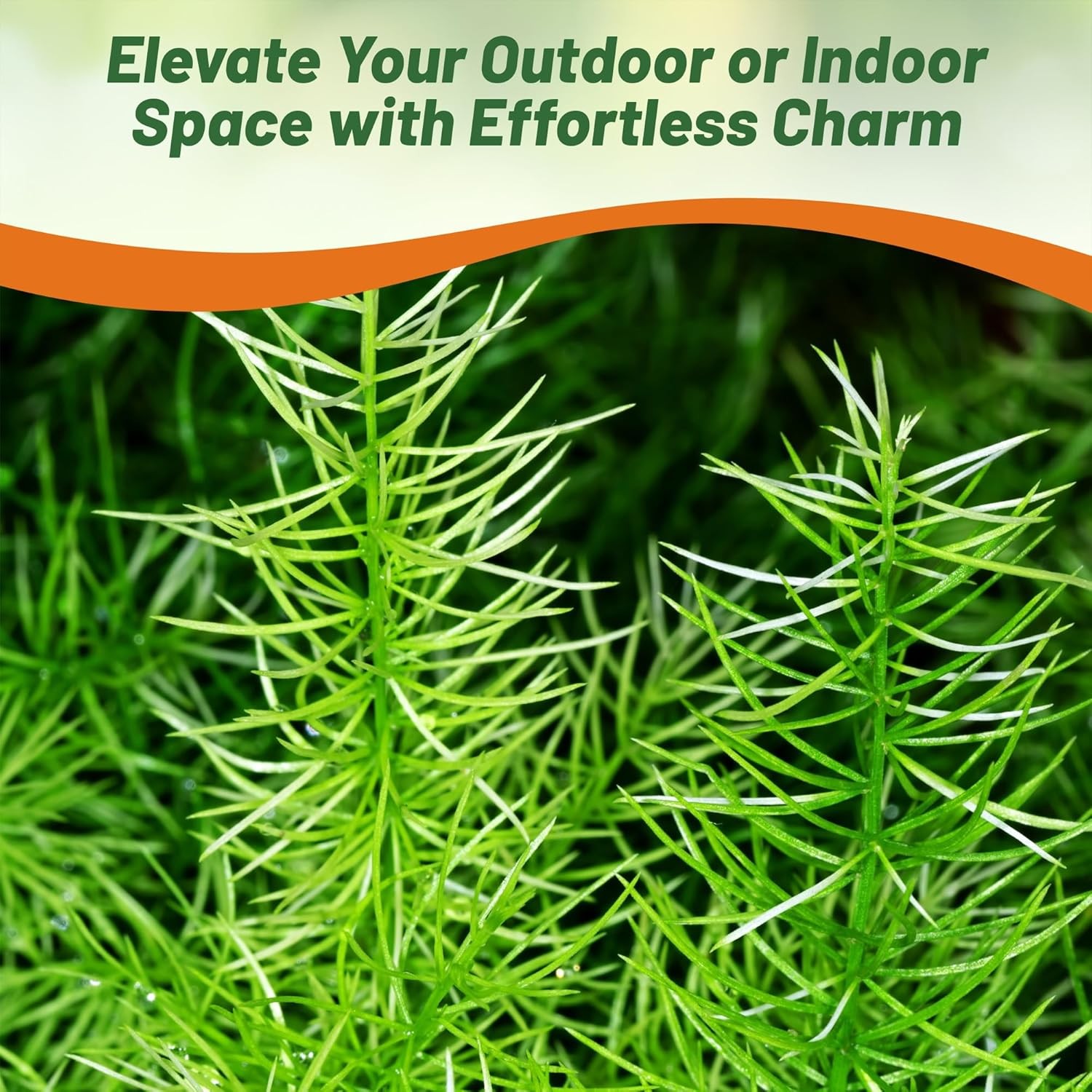 200 Seeds Asparagus Fern Drought Tolerant Garden Flower Plant Seed