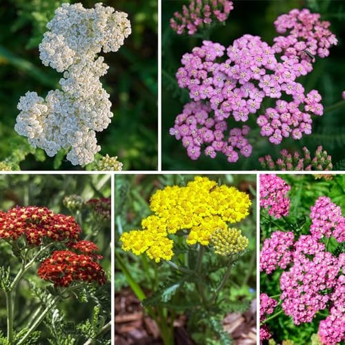 8000+ Yarrow Seeds for Planting – 5 Packs Colors Mixed, Achillea Millefolium