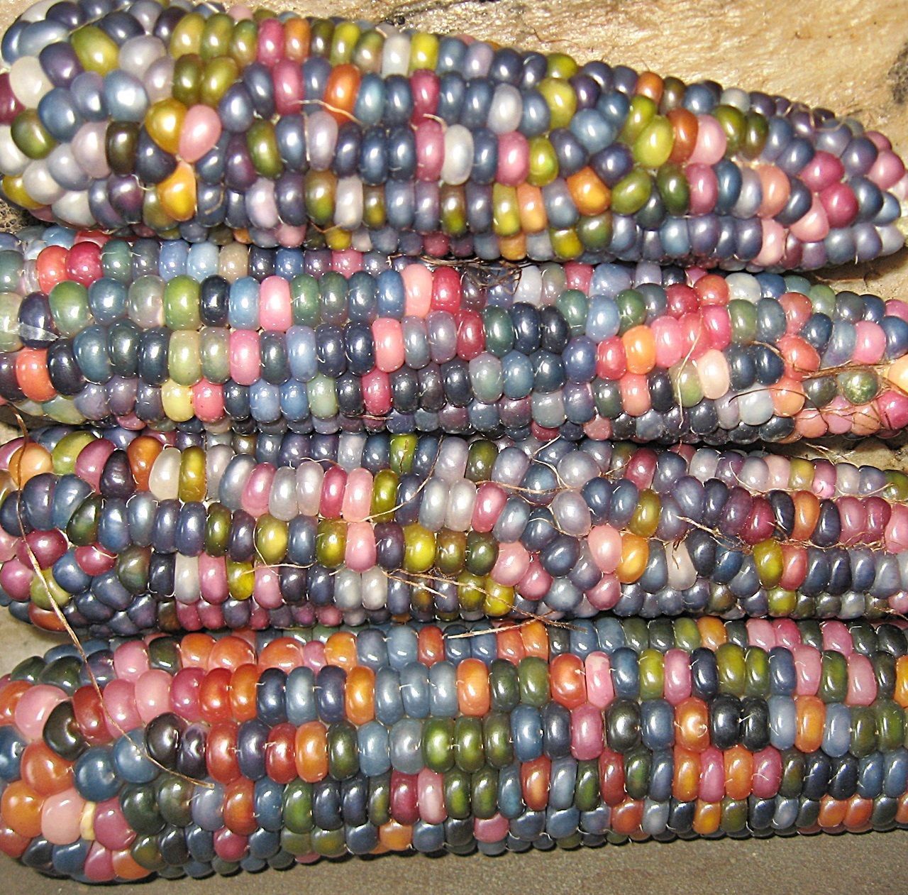 50 Cherokee Glass Gem Corn seeds heirloom non-GMO USA grown maize