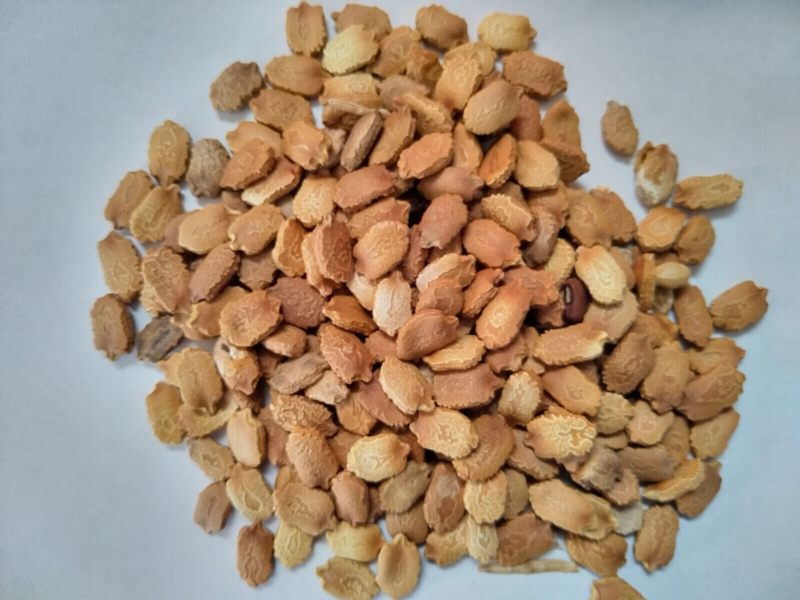 Khổ qua timTrắng 20 Seeds Apple White Bitter Melon round shape rare 台灣白蘋果苦瓜