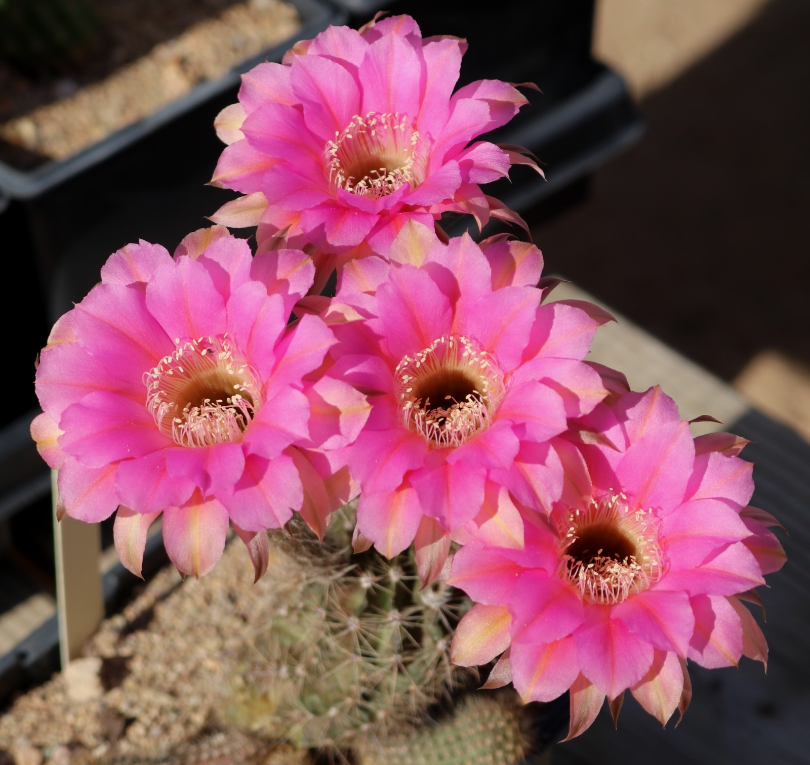 Echinopsis hybrid ‘Unexpected’