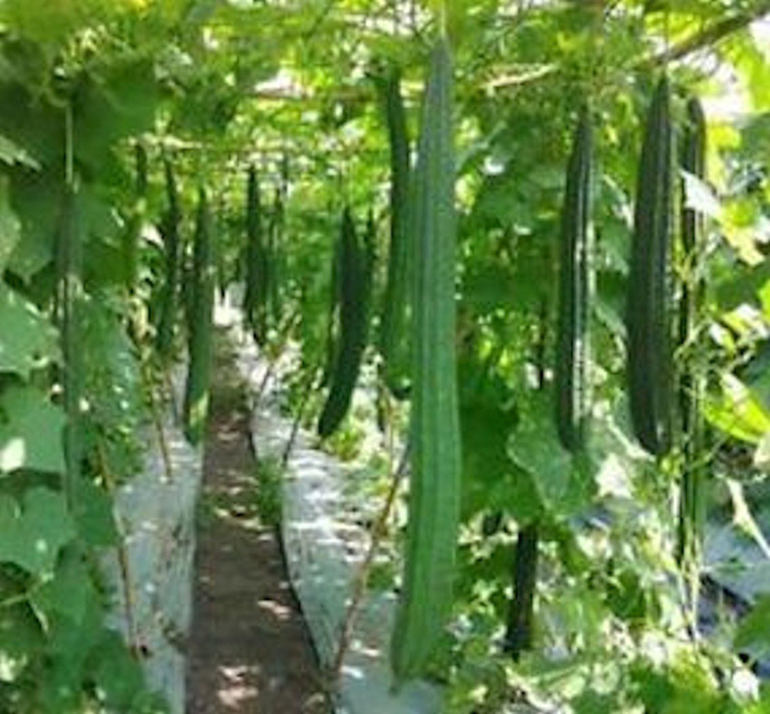 22 Ridged gourds/Angled Luffa/Chinese Okra/Sponge gourds/Luffa acutangula seeds