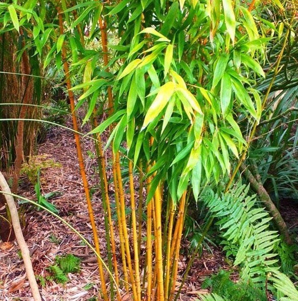 100 PLUS Golden bamboo seeds (Phyllostachys Aurea)