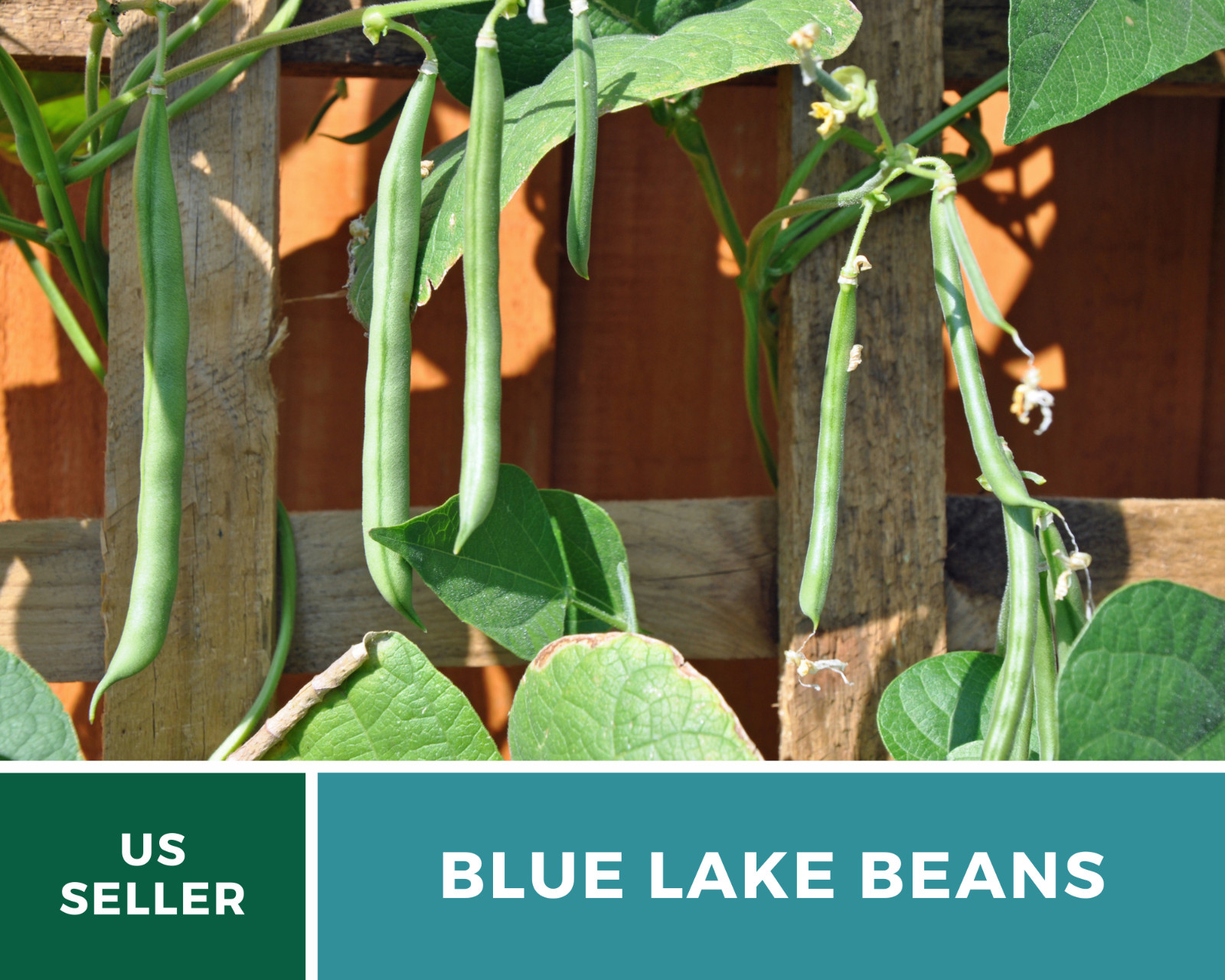 Bean, Blue Lake – 50 Seeds, Pole, Heirloom Vegetable (Phaseolus vulgaris)