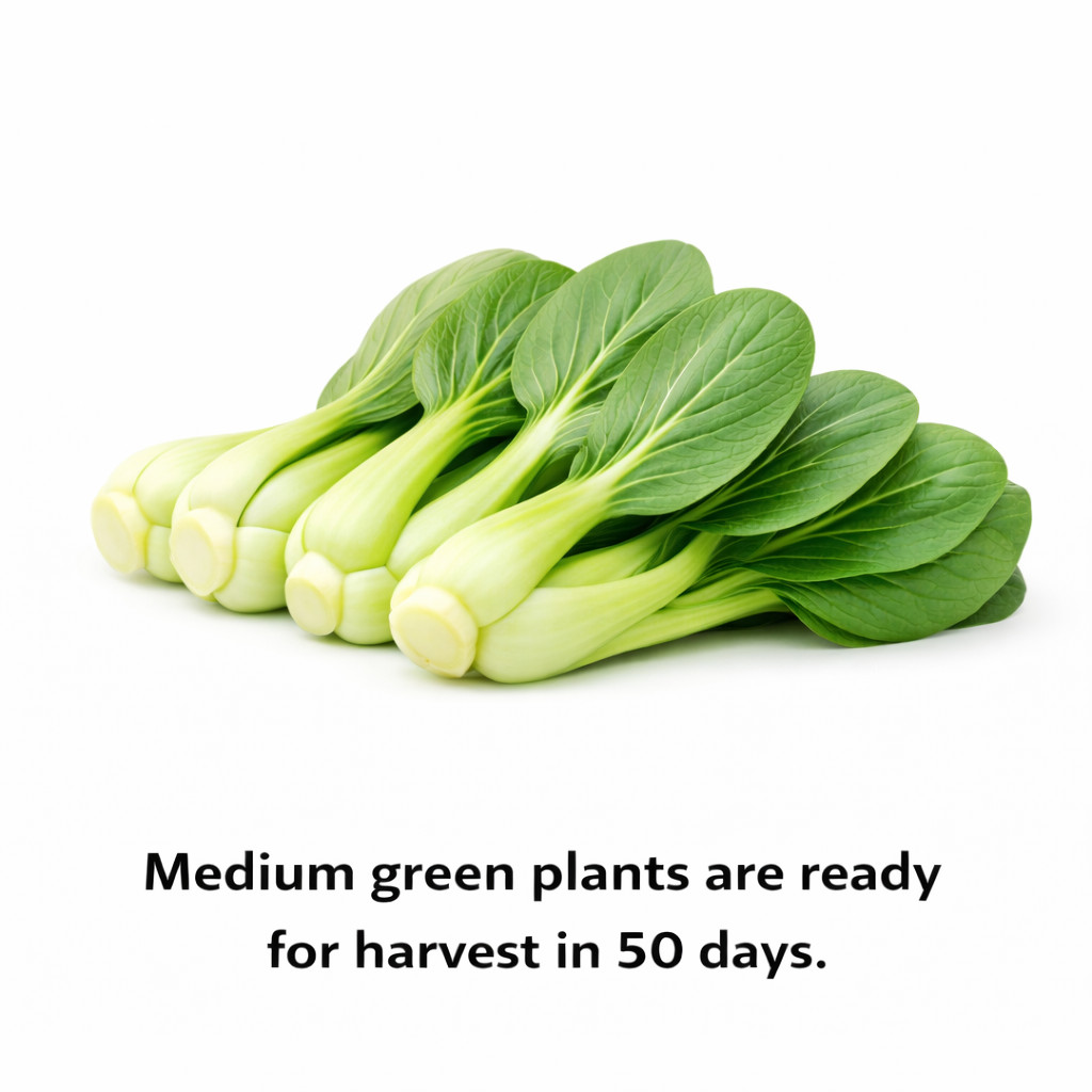 Pak Choy Ching Chang Seeds Baby Bok Choy Green Stem Heirloom Non-GMO