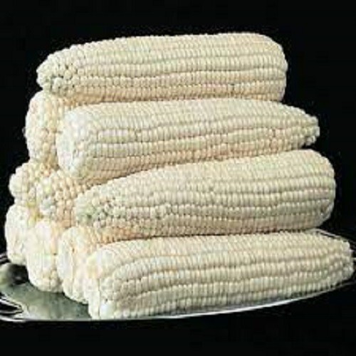 Premium Silver Queen Corn Seeds – Fresh Harvest High Yield Variety! No isolation