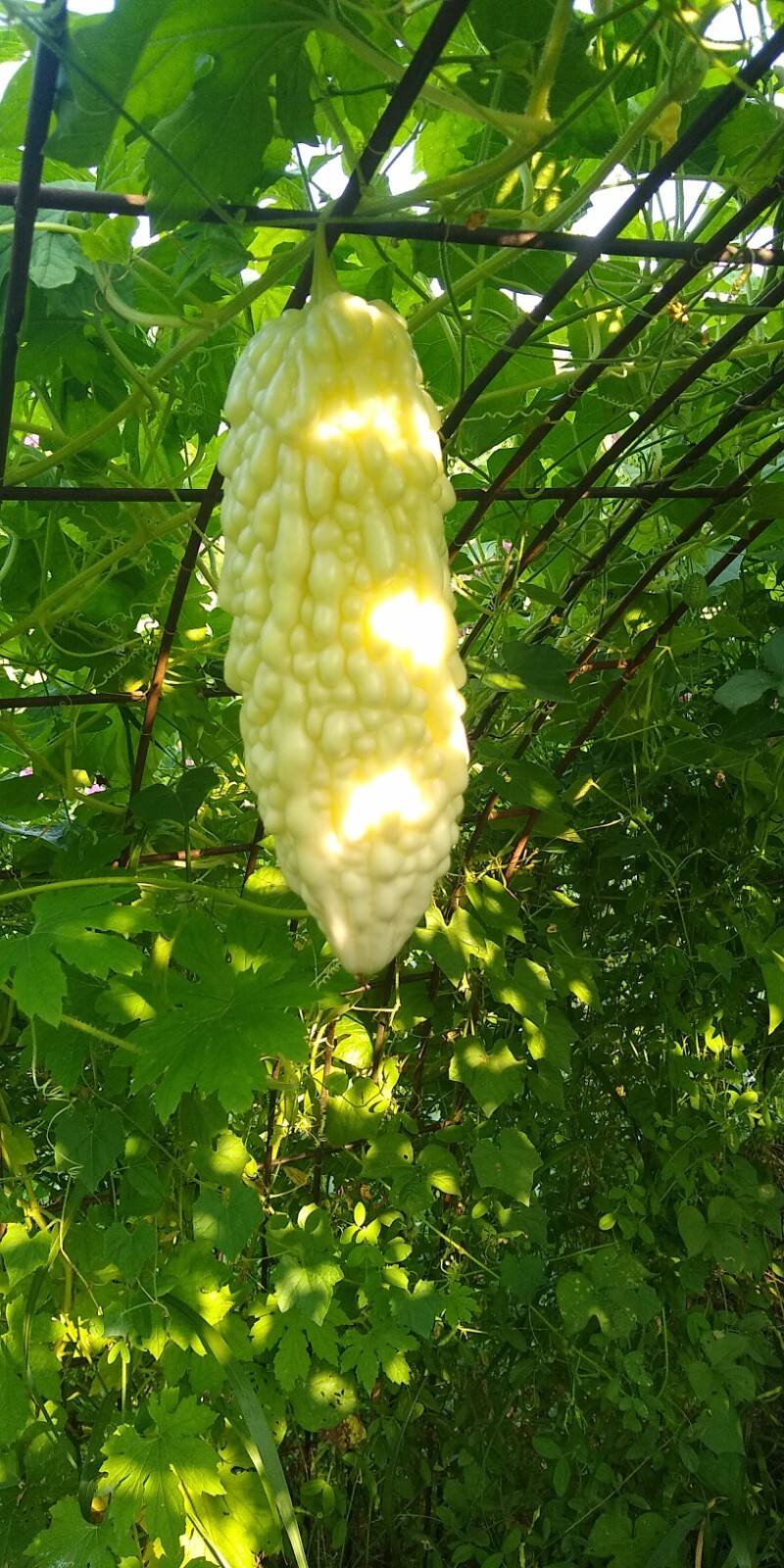 Jyunpaku Okinawan Pure White Bitter Melon ~ 3 to 50 seeds ~ Organic Heirloom~