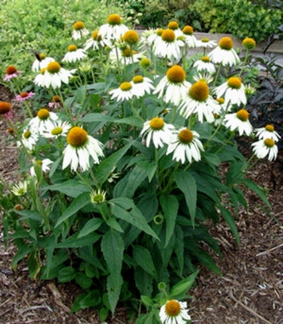 40 Seeds White Swan Coneflowers Echinacea Purpurea Alba~Beautifully Fragranced !