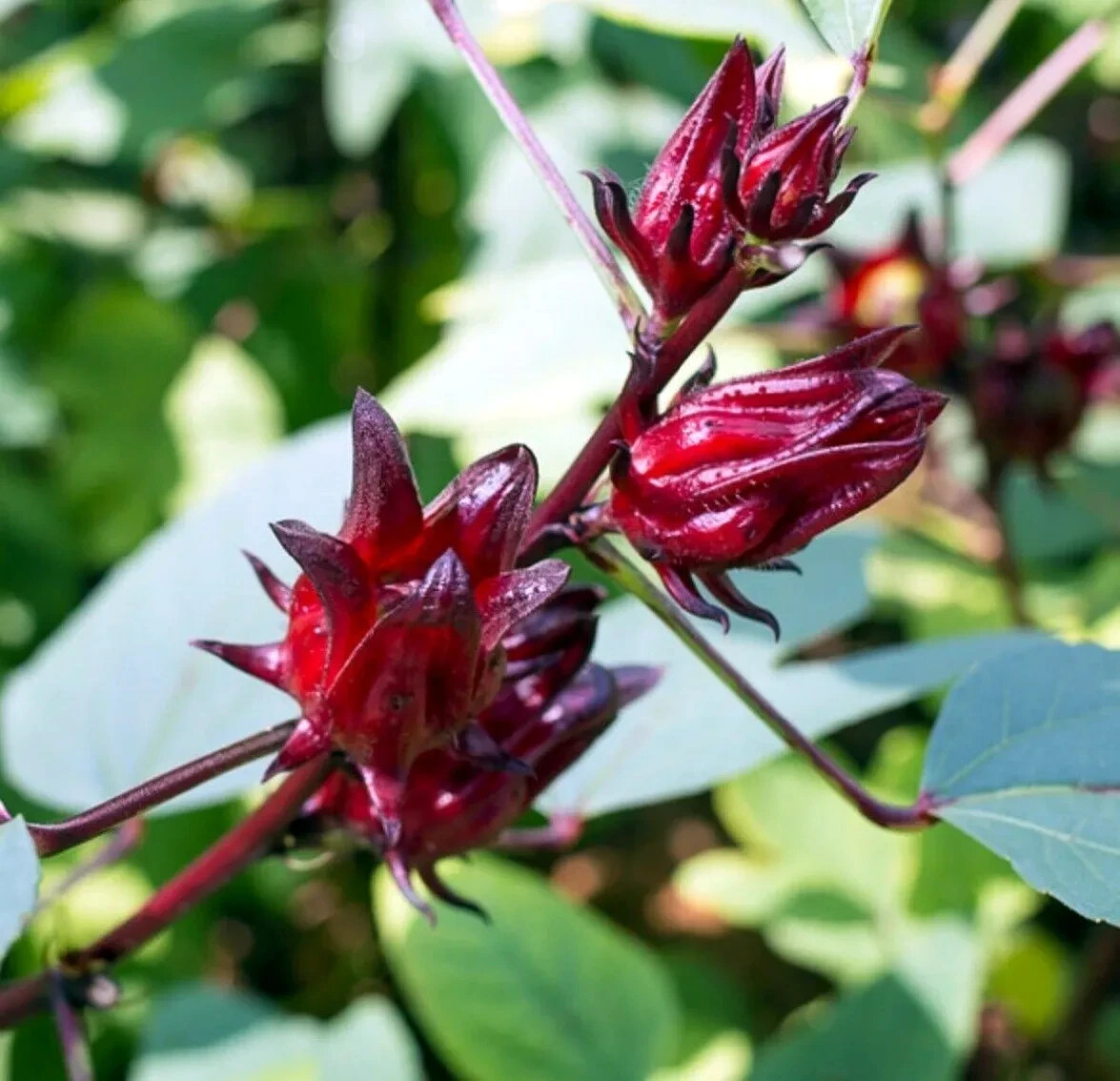 Roselle Seeds Hibiscus sab Jamaican Sorrel Florida Cranberry RARE LUOSHEN FLOWER